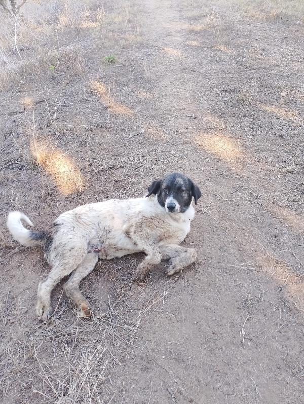 🌸🐾TONINA – 9 MESI DI DOLCEZZA IN CERCA DI CASA!🌸🐾 Foto 3